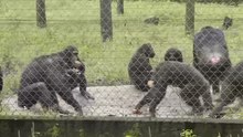 Soubor: Meal chimpanzes.webm