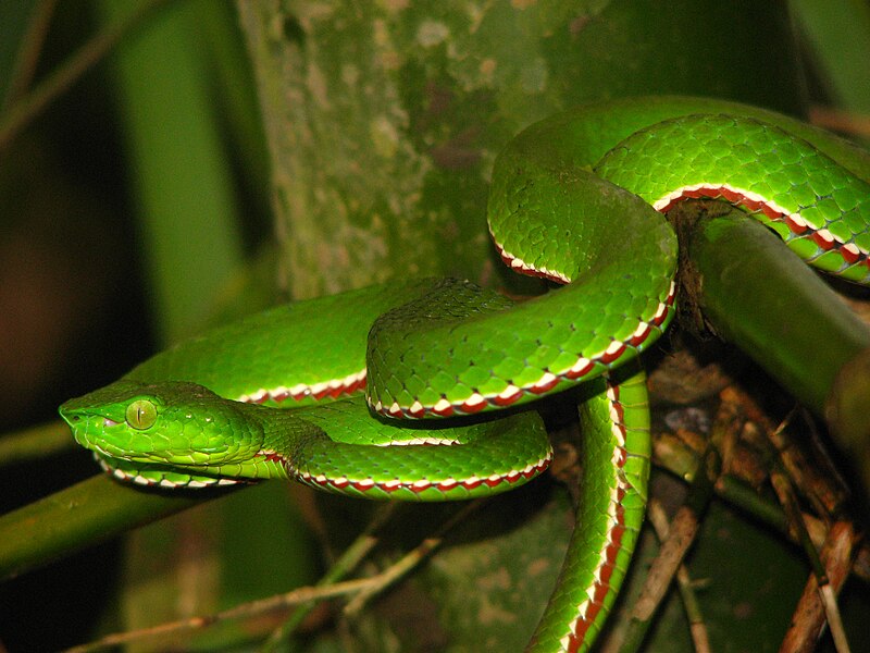 File:Reptile Medo Pit Viper Viridovipera medoensis IMG 4231 08.jpg