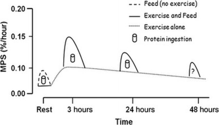 ไฟล์:Resistance_exercise-induced_muscle_protein_synthesis.jpg