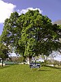 En la Plaza San Martín, de Yapeyú, se encuentra el retoño del histórico higuerón, caído el 14 de junio de 1986, árbol que tenía 300 años y fue testigo de los juegos infantiles del Libertador.