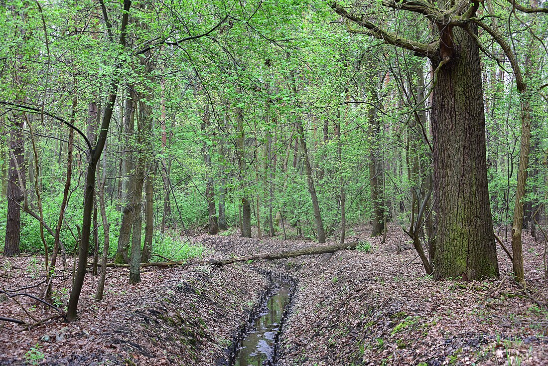 Rezerwat przyrody Kawęczyn