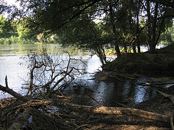 Mündung in den Altrhein