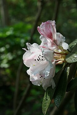 Rododendron wiltonii 2. 
 JPG