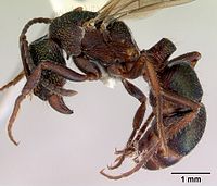 Green-Head Ant