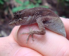 Description de l'image Roatán Anole imported from iNaturalist photo 41989456 on 20 April 2022.jpg.