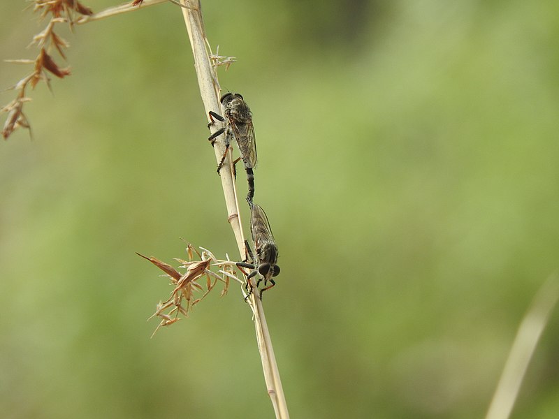 File:Robberfly mating.jpg