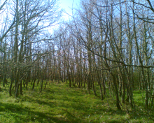 Robledal de ejemplares jóvenes en Valderredible (Cantabria, España)