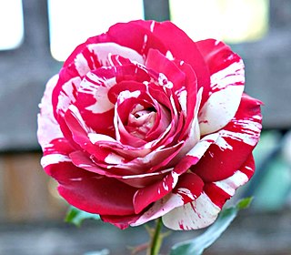 <i>Rosa</i> Rock & Roll Rose cultivar