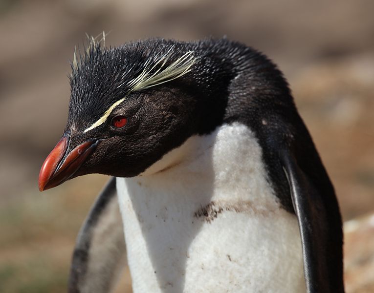 File:Rockhopper Penguin (5566311905).jpg