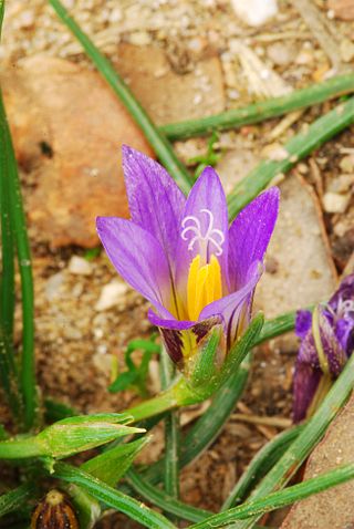 <i>Romulea bulbocodium</i> Species of flowering plant