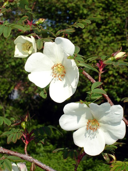 Rosa omeiensis