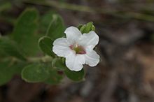 Fleur de Ruellia nitens.jpg