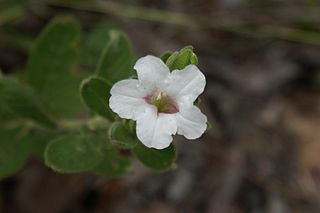 <i>Ruellia nitens</i> Species of flowering plant