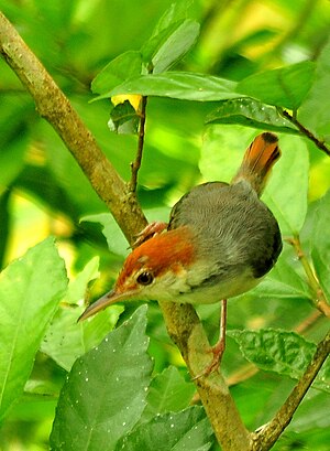 Rufous-tailed Tailorbird Orthotomus sericeus sericeus.jpg
