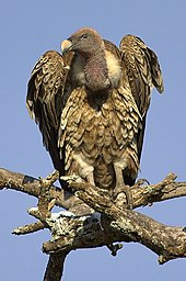 Ruppell's vulture can fly up to 11.2 km (7.0 mi) above sea level Ruppelsvulture.jpg