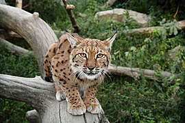 Eurasischer Luchs