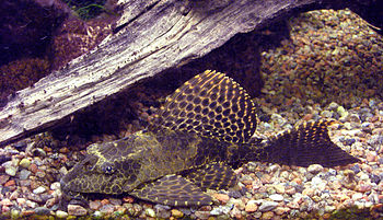 English: Sailfin pleco (Pterygoplichthys gibbi...