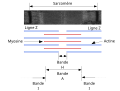 Vignette pour Sarcomère