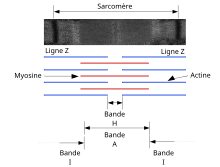 Sarcomere schema et photo-FR.svg