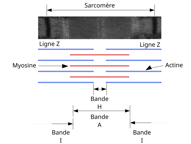 File:Sarcomere schema et photo-FR.svg