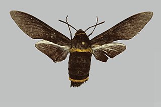 <i>Sataspes ribbei</i> Species of moth