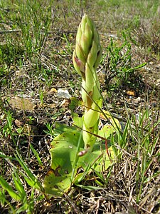 Satyrium erectum in bud Ground orchid Pienktrewwa Near Ceres, Western Cape 0410.jpg