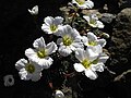 Saxifraga burseriana 'Crenata'