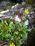 Saxifraga seguieri