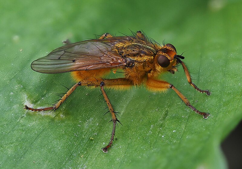 File:Scatophage du fumier (Scathophaga stercoraria) ♂, Parc de Woluwé, Bruxelles (51106714965).jpg