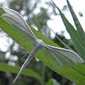 Schlehenfedergeistchen, Pterophorus pentadactylus (Linnaeus, 1758), 21.06.2005