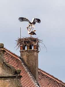 Ciconia ciconia (White Stork)