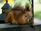 20 - Sciurus vulgaris (Red Squirrel) created, uploaded and nominated by Dilaudid