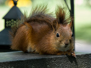 Red squirrel (Sciurus vulgaris) on a tombstone in Turku cemetery