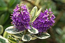 Scrophulariaceae hebe 'waireka'.jpg