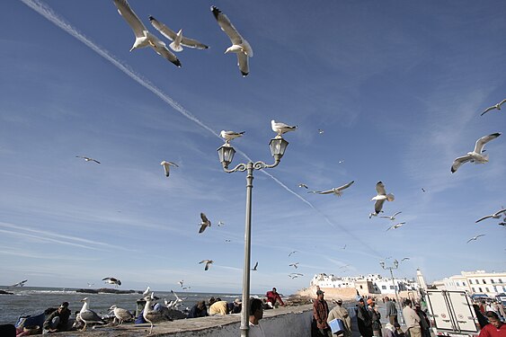 Seagulls in the port of Essaouira, Morocco