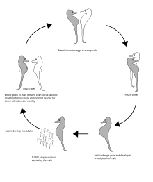 Seahorse Size Chart