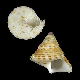 Calliostoma katorii