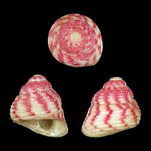 Seashell Homalopoma himuquitanense.jpg