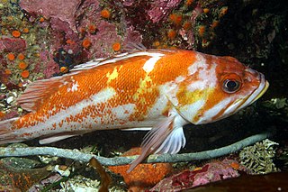 <span class="mw-page-title-main">Copper rockfish</span> Species of fish