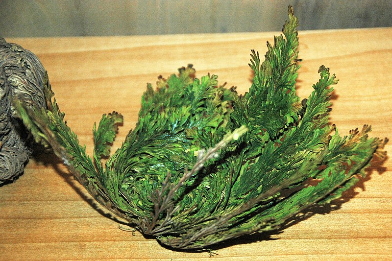 File:Selaginella lepidophylla (resurrection plant) (Mexico) 2 (49748124712).jpg