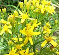 Senecio spartioides