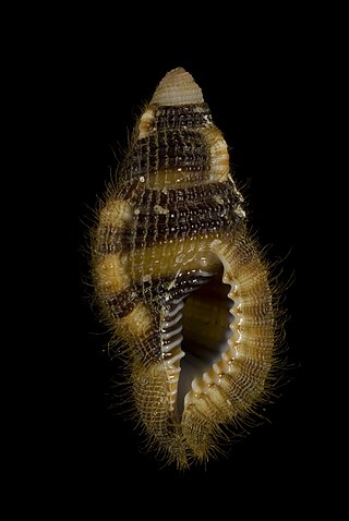 <i>Septa flaveola</i> Species of gastropod