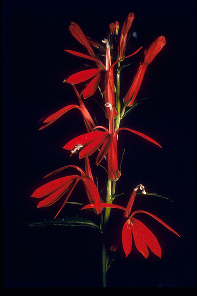 File:Shenandoah National Park SHEN9162.jpg