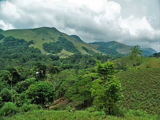 Shola Patches of stunted tropical montane forest found in valleys in the higher montane regions of South India
