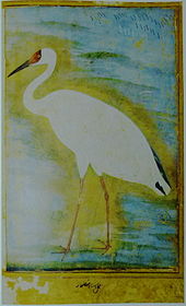 Siberian crane (c. 1625) Siberian Crane.jpg