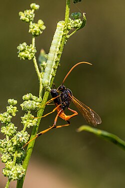 DETAIL: A parasitic wasp aimimg a caterpillar to inject the new blood Photograph: Peach-Boy11