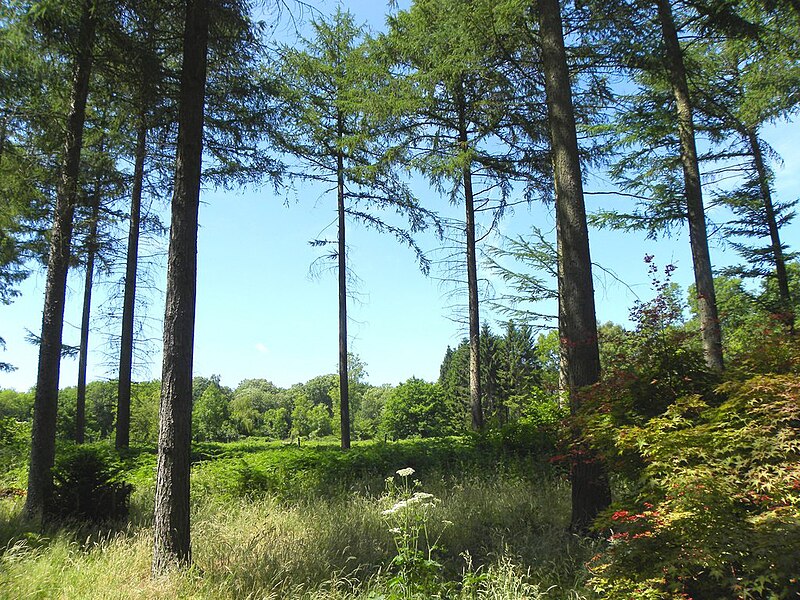 File:Silk Wood, Westonbirt - geograph.org.uk - 3549931.jpg