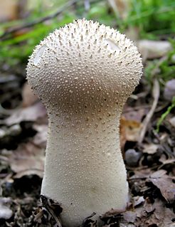 <i>Lycoperdon perlatum</i> Species of puffball fungus in the family Agaricaceae with a cosmopolitan distribution