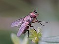 Siphona geniculata (De Geer, 1776)