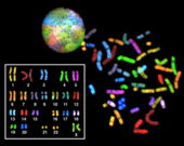 Spectral karyotype of a human female Sky spectral karyotype.png